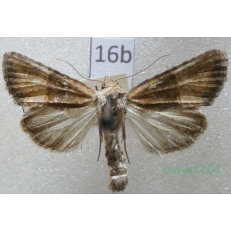 Mesoligia furuncula (Denis & Schiffermüller, 1775) Czech16b